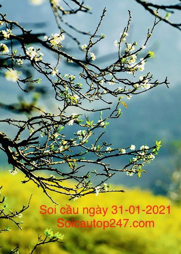 Soi -cau- ngay -31-01-2021